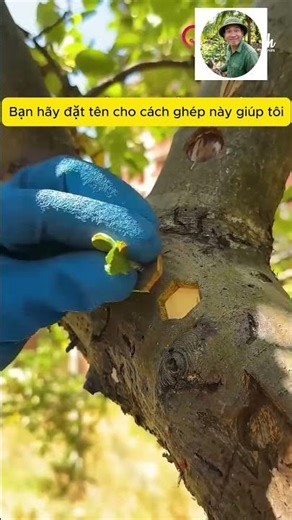 Hãy đặt tên cho cách ghép cây này giúp tôi ?