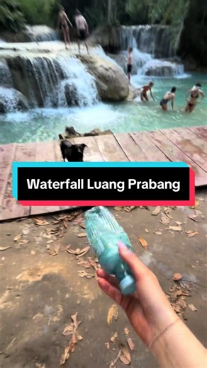 Playful Moments with Stray Dogs at Kuang Si Waterfall