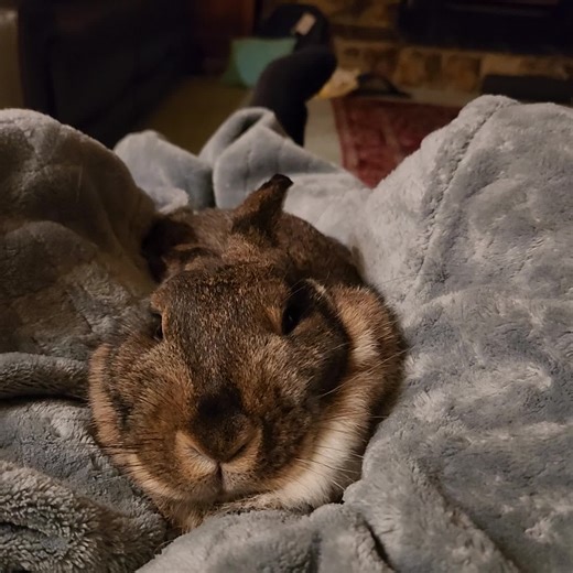 Rex the rabbit on TikTok