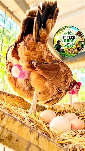 Our Country Chickens Started Laying Eggs Again 🐔🥚 | Farm Life