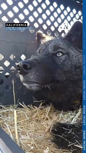 Wildlife officials fitted tracking collars on five gray wolves in Northern California to help monitor the growing wolf populations in Lassen, Modoc, Shasta, Siskiyou and Tehama counties. This video, from the California Department of Fish and Wildlife, shows teams capturing a gray wolf, fastening a collar on it before releasing it back to the wild. READ MORE: https://bit.ly/4bCTXNt #wold #wolves #california #northerncalifornia #northstate #norcal #news #localnews #breakingnews #newvideo | KRCR Ne
