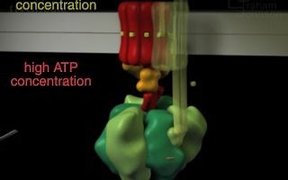 ATP合酶的分子结构-细胞生物学动画