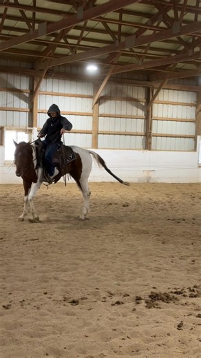 1.7K views · 32 reactions |  Meet Rocky!  This handsome stud came...