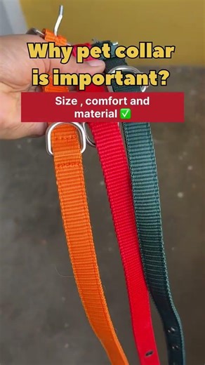 Every dog deserves to look THIS good 🥹🐶✨Style + Comfort = Perfect collar 💯