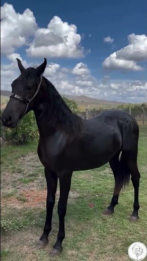 Interesting fact about the Mangalarga Marchador breed.