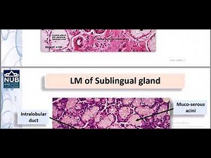 GIT practical part 2