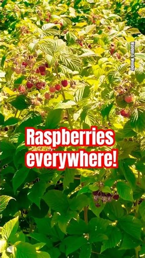 It’s Raspberry Season! #Shorts #RaspberryPicking #Raspberries