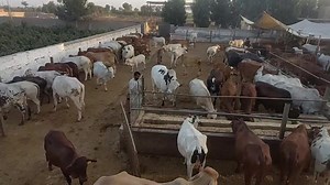 3.5K views · 220 reactions | انمول مشترکہ فارمز اینڈ فیڈز پراجیکٹ | Anmol Cattle Farming | Facebook