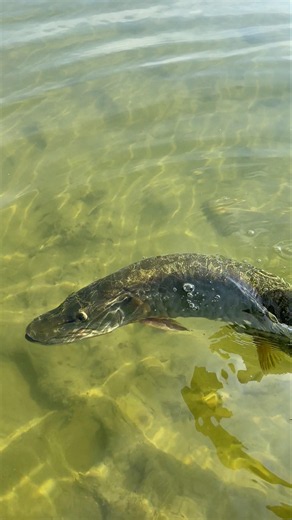This Muskie was ready to go back! #fishing #muskyfishing #muskie