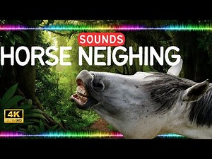 Horse neighing Sound Effects High Quality Animal Sounds Library