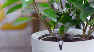 19K views · 588 reactions | Discover Parrot POT, the smart pot that waters your plants.  Providing the perfect amount of water at exactly the right time, Parrot POT adapts daily to your plant's watering needs.    | Parrot | Facebook