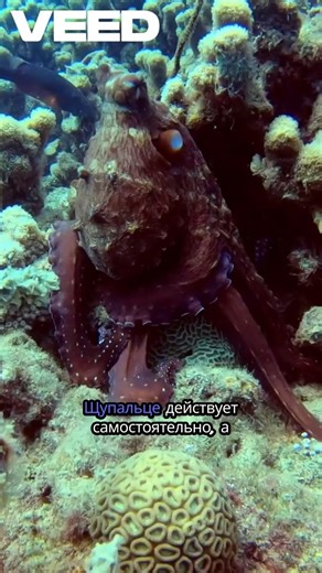 Щупальце, которое живёт своей жизнью! 🦑 Странный способ размножения в природе! #осьминог #эволюция
