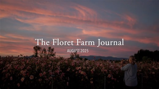 I’m excited to share that the fourth episode of our show The Floret Farm Journal is now available to watch! As we settle into the rhythm of August, our growing season has reached its plateau. The decisions we made earlier in the year are playing out, and the season’s story has been revealed. In this episode, we reminisce about the long and winding journey we’ve had with dahlias, look at some of the special new varieties in our breeding program, and share the magic of our dahlia fields in full fl