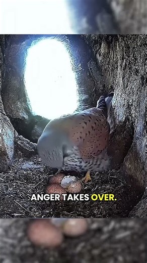 Birds of a Feather Don't Always Flock Together Crow vs Robin Nesting Habits #funfacts