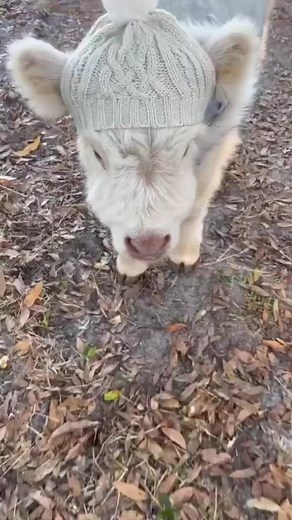 So lovely and precious..animals are a gift from God💗 #cows #cowlove #cowlife #cattle #cattlefarm #farmlife #farmliving #farmerlife #farmersmarketfinds #livestock #countryliving #cowsofinstagram #cattlefeed | Farmer's Life Story
