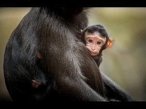 Five-day-old Sulawesi Crested Macaque at Chester Zoo
