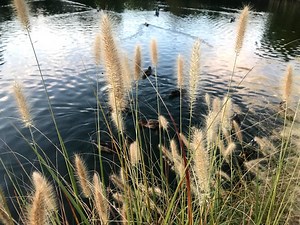 Movie About Chesapeake Bay Watershed Premiers   Nature Paddle Planned