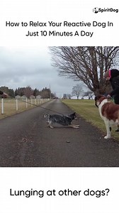 40 reactions | Distracting your reactive dog DOES NOT always work....