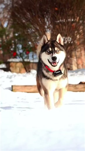 A dog barks when his master is attacked. I would be a coward if I saw that God's truth is attacked.