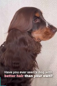 Hattie has the most luscious and it's sure to make you jealous! 😍 | The Woof World