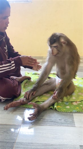 5.7K views · 298 reactions | Smart Jason Concentrate Meditate Exercise Listen Mom Train | Monkey Jason | Facebook