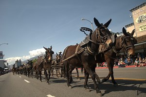 229K views · 2.3K reactions | 50 years of Bishop Mule Days Celebration! We can’t wait to celebrate with YOU this May 21-26, 2019. Get your tickets at MuleDays.org or 760-872-4263 | Bishop Mule Days Celebration | Facebook