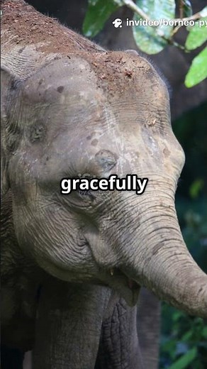 🐘 The Smallest Elephant in the World – Borneo Pygmy Elephant 🌿