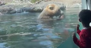 Brown bear devours ducklings at zoo, shocks kid’s birthday party