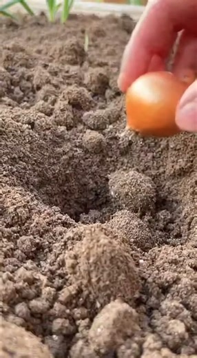 Avant de planter vos oignons, ajoutez toujours ceci | Astuces Recettes Trucs