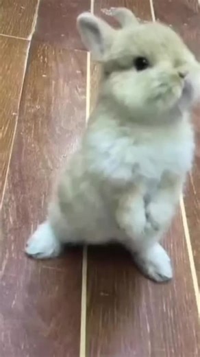 Videoclipuri postate de 🔵🟢🔴𝐂𝐑𝐈𝐒𝐓𝐈𝐀𝐍🔵🟢🟠 (@animal_planet_today) cu sunet original - 🔵🟢🔴𝐂𝐑𝐈𝐒𝐓𝐈𝐀𝐍🔵🟢🟠