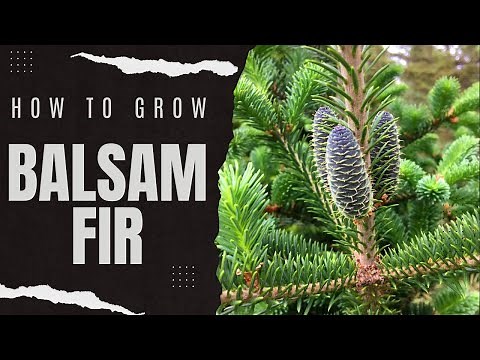 Growing Balsam Fir: How to Grow Balsam Fir in Your Garden