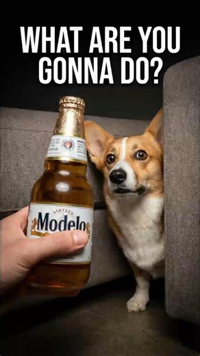 Dog Runs Away After Seeing This Hilarious Bottle Opener! 🐶🍺😂