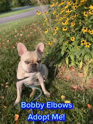 3K views · 116 reactions | SNORT - Short Noses Only Rescue Team on Reels | Facebook