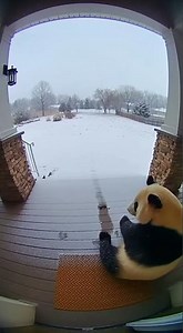 What Happens When a Panda Throws a Snowball?