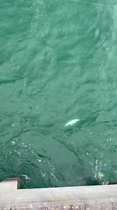 6.5M views · 71K reactions | Daniel getting tagged in to handle this stud of a king with Dylan on the Gaff!!! Half HitchVisit Destin-Fort Walton BeachNorthwest Florida Daily NewsOkaloosa Board of County CommissionersOkaloosa County Sheriff's OfficeTime Off Fishing CharterShimano North America FishingPENN FishingRapalaDestin Fishing Rodeo - Destin, Florida | Okaloosa Island Pier | Facebook