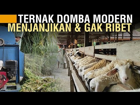 TERNAK DOMBA MODERN: PEMELIHARAAN INTENSIF, KESEHATAN TERJAMIN
