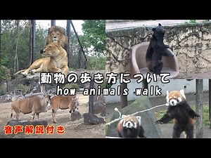 【動物解説】 動物の歩き方について（音声付き）