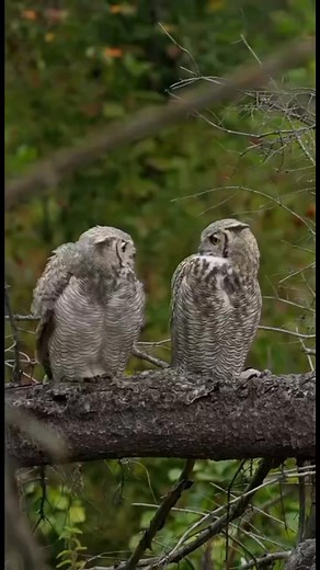 Owls are monogamous in their personal life and form pairs for life #wildlife #livewild #wildlifephotography #wildlifeplanet #wildanimals #wildfire #wildlifeconservation | Bird Reels