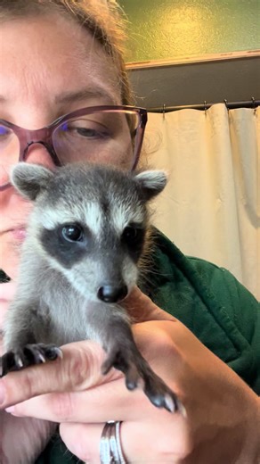 Benny the Baby Raccoon Learns to Play Safely