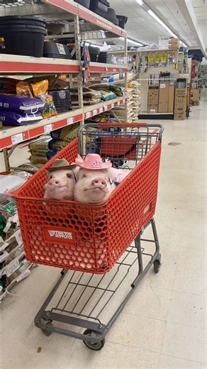 #Throwback to that time me and Farmer Pop took Pansy from Prissy and Pop’s Helping Hooves shopping for snacks. We wear lots of hats but our farmer hats suit us the best. We love nothing more than helping mommy with our farmer friends and we are getting to do a lot of that this summer. Go follow our sanctuary up above if you aren’t already doing some. We have the cutest friends!🐷🤠🛒 #FarmerPop #FarmerPrissy #Pansythepig #PrissyandPopsHelpingHooves #PrissyandPop | Priscilla the Mini Pig