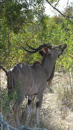 Kudu Feeding in Kruger National Park, South Africa
