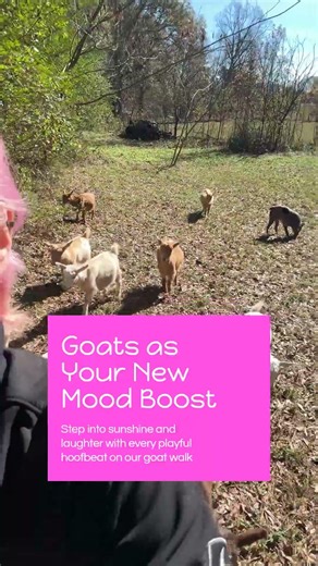 Why Goat Walks Boost Your Mood