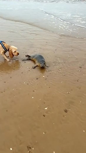 5.7M views · 270K reactions | “A Dog Chased the Otters, But She Was Ready to Save the Day” | Buster Dog Life | Facebook