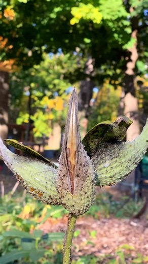 Common milkweed🌱 In the spring, Monarch Butterflies fly all the way from Mexico to spend summers right here in our garden! Milkweed is the only plant the Monarchs will lay their eggs on and the only plant Monarch caterpillars will eat 🦋🐛 Milkweed has also been identified as a key plant to help reduce Spotted Lanternflies, as it is poisonous to them. Jennette and Ryan took some seed pods from our existing milkweeds and planted an entire milkweed patch to help our butterflies and help control t