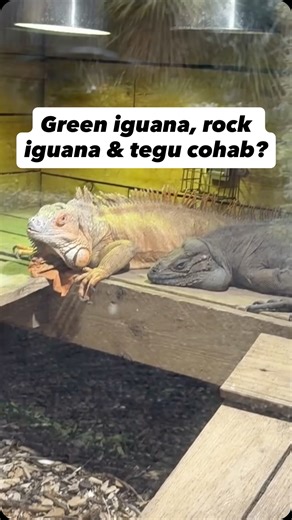 Reptiles and Research on Instagram: "Green iguana, rhino iguana and tegu cohabitation? How strange… #reptiles #reptile #reptilekeeper #lizards #lizard"