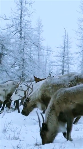 MASSIVE Caribou Migration Across the Arctic Tundra?#shorts #animals #wildlife