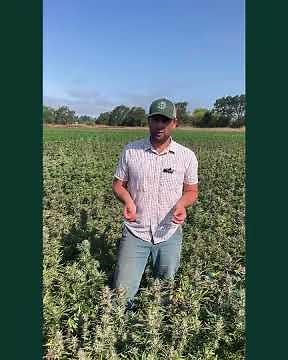 Breeding Autoflower Cannabis Seed - process, difficulty, and recent improvements