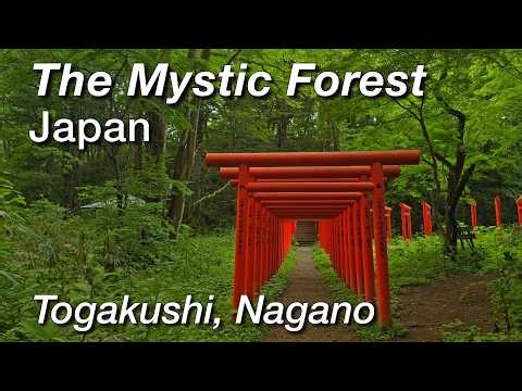 The Mystic Forest of Togakushi | Nagano, Japan