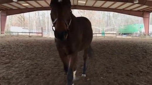Building Topline: Tips for Strengthening Your Horse’s Back - Diary of an OTTB