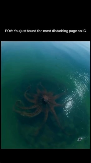 #octopus #cephalopods LARGEST OCTOPUS EVER SEEN APPARENTLY FOUND IN GULF OF AMERICA / MEXICO September 17, 2025 - Gulf Of America Largest Octopus Ever Discovered in the Gulf of America Scientists draw connections to recent eclipses and lunar changes Gulf of Mexico — Marine biologists announced today the discovery of what is believed to be the largest octopus ever recorded, found deep within the Gulf of America. The specimen, measuring over 45 feet across with tentacles spanning the length of a c